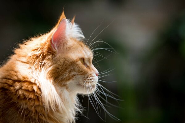 Рыжий пушистый кот с пышными усами смотрит куда-то
