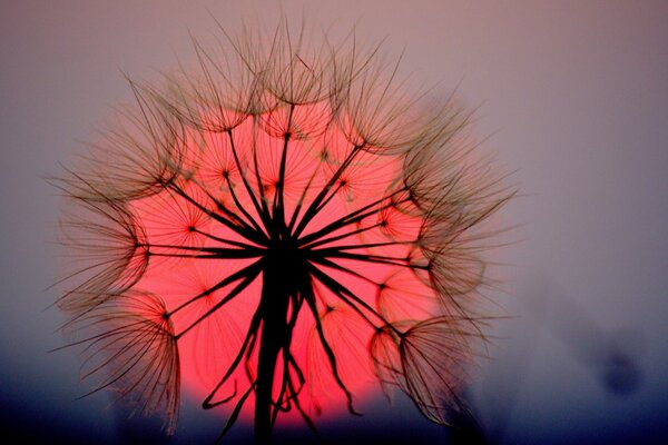 Diente de León en el fondo de una hermosa puesta de sol