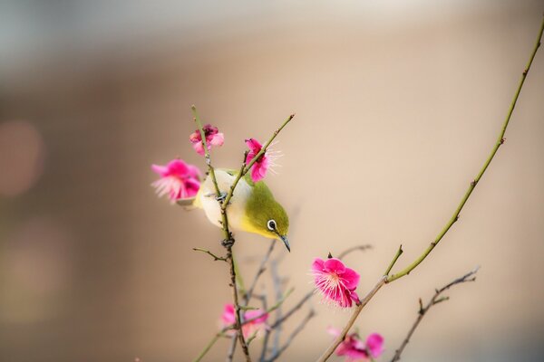 Ein kleiner Vogel sitzt auf einer Blume