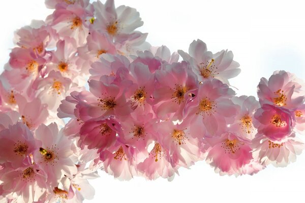 Delicate pink flowers on a white background