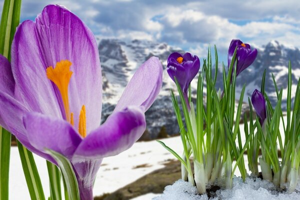 Lila Krokusse in den Bergen im Schnee