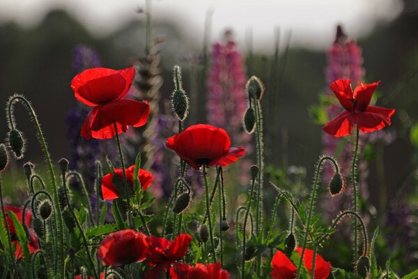 Field of red poppies at dawn