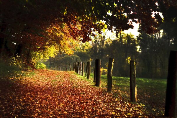 Jesienny park z kolorowymi liśćmi