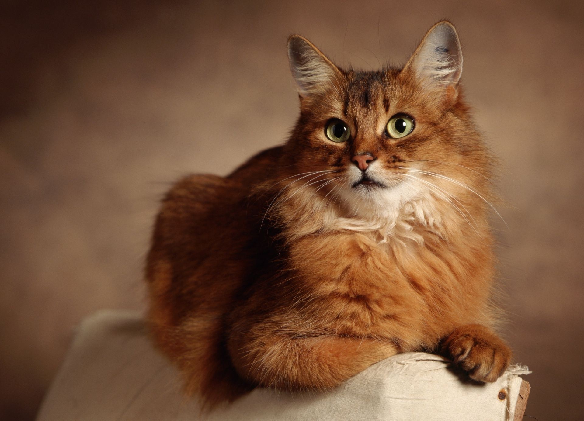 katze katze kätzchen haustier säugetier porträt niedlich tier auge fell