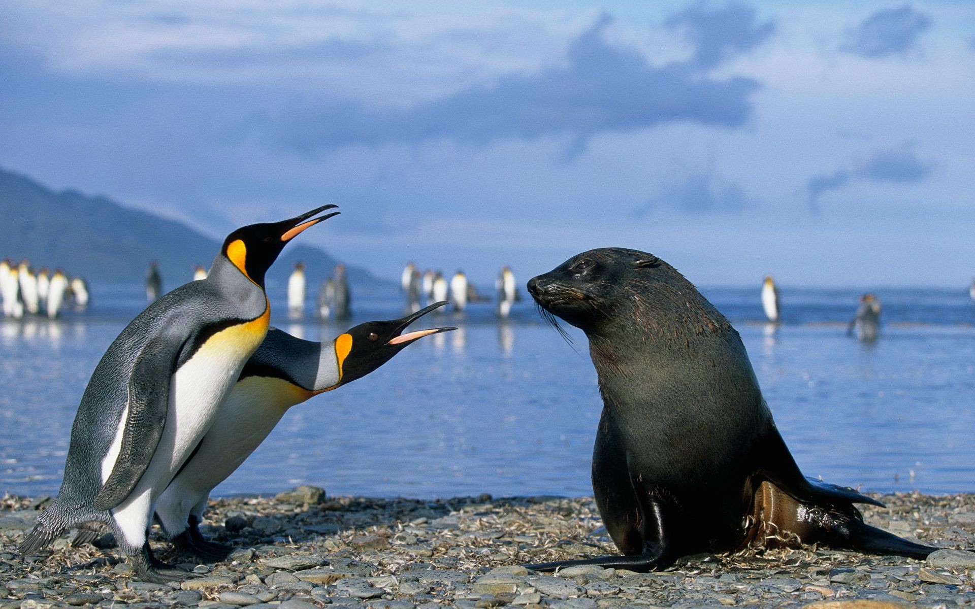 animais vida selvagem pássaro água mar oceano gelado animal natureza praia selvagem mamífero mar ao ar livre