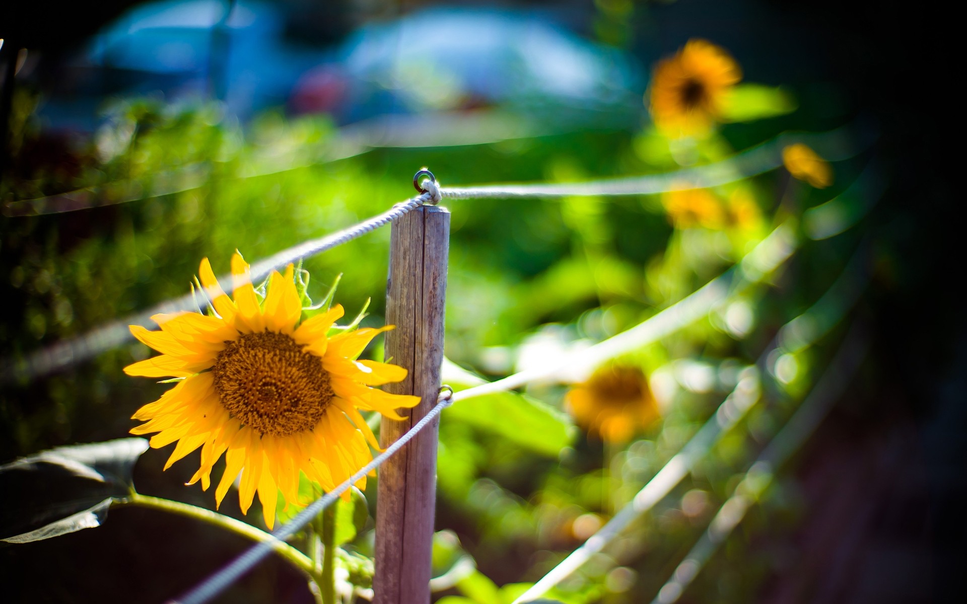 flowers nature flora sunflower summer flower garden outdoors sun leaf bright color