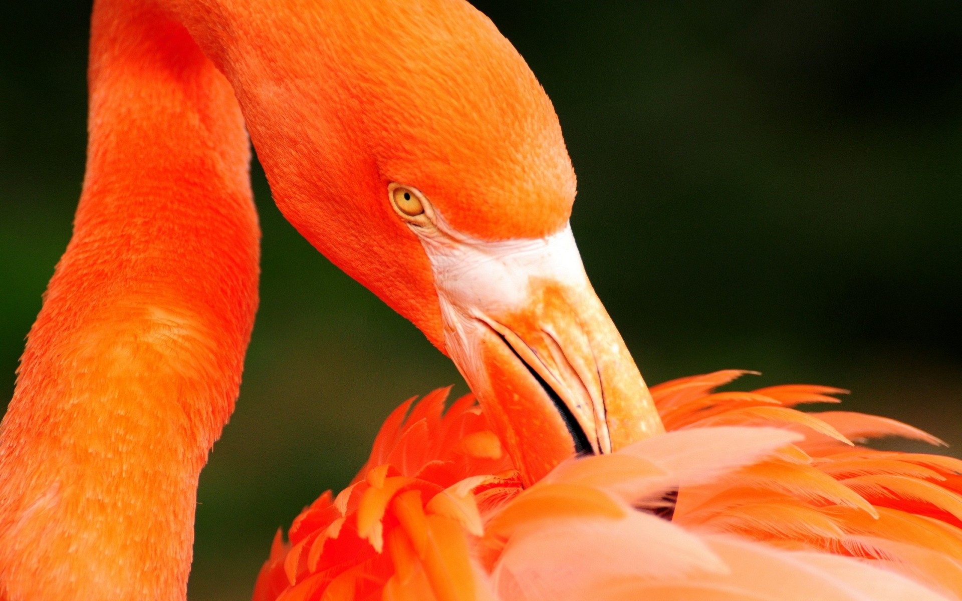 fenicottero uccello natura fauna selvatica all aperto becco singolo piuma tropicale animale zoo