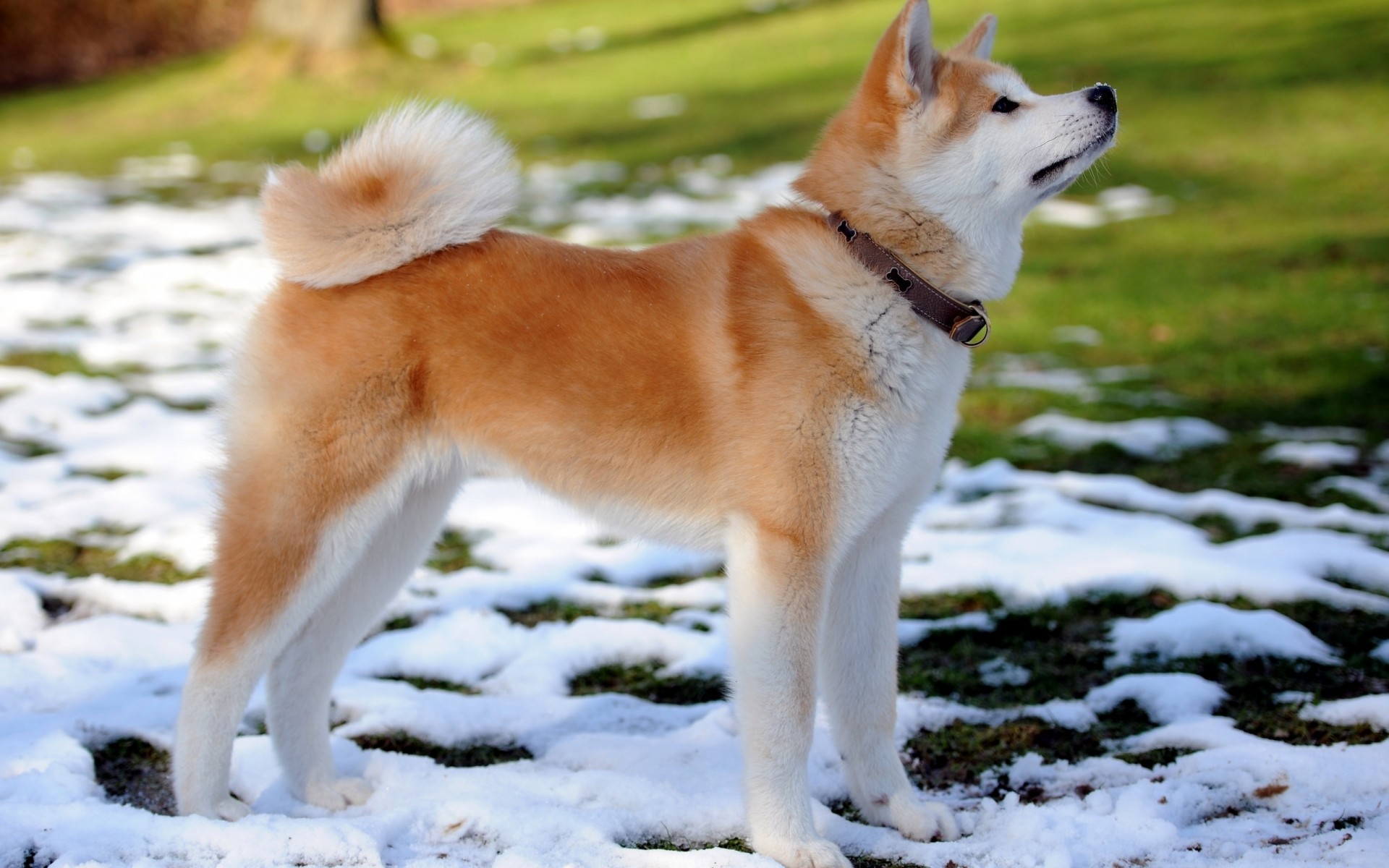 hunde hund hundespezialist säugetier haustier tier niedlich fell porträt frostig ein rasse anzeigen inländische wolf welpe