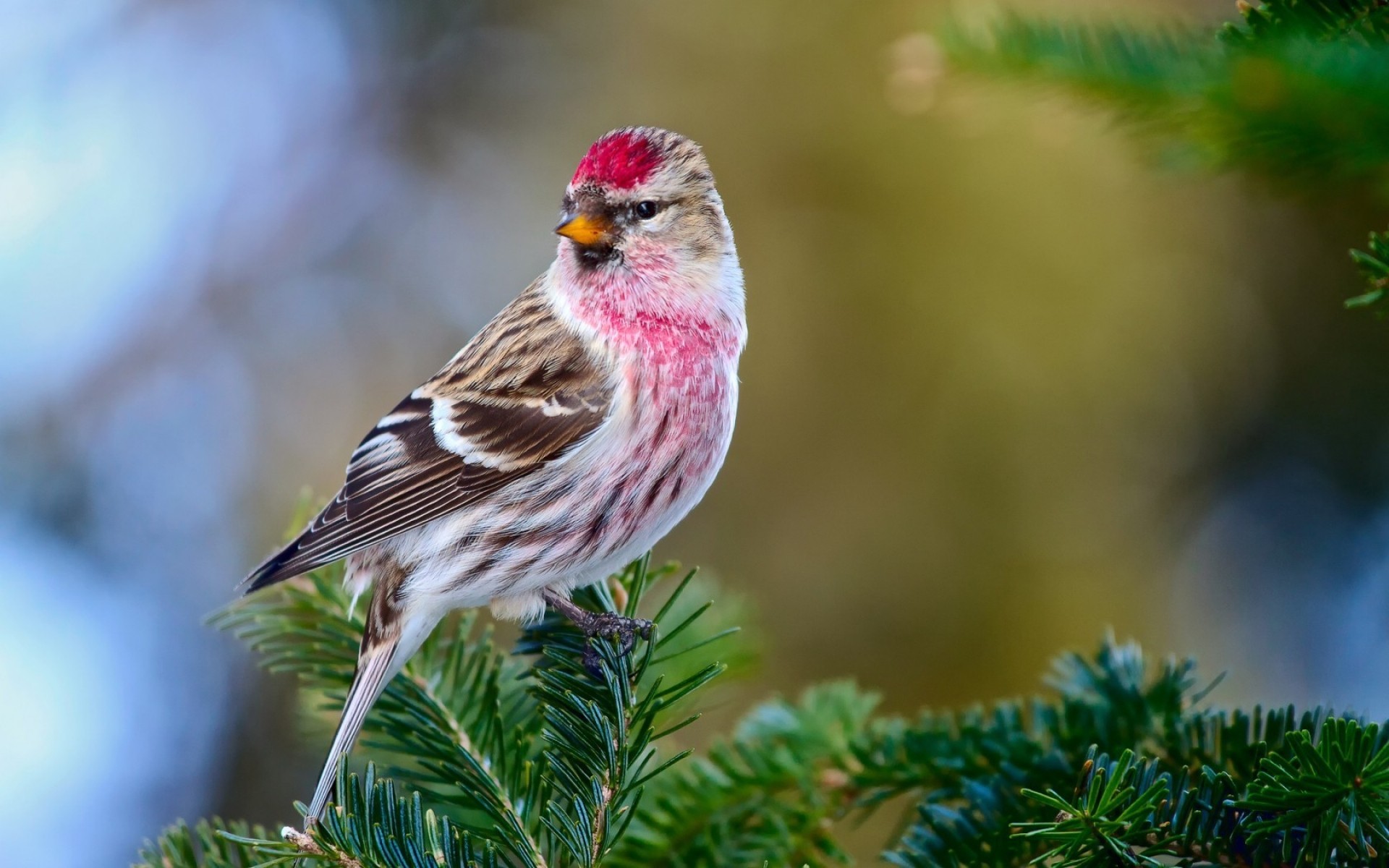 oiseaux nature arbre à l extérieur sauvage oiseau faune bois feuille petit animal jardin été gros plan claquettes branches