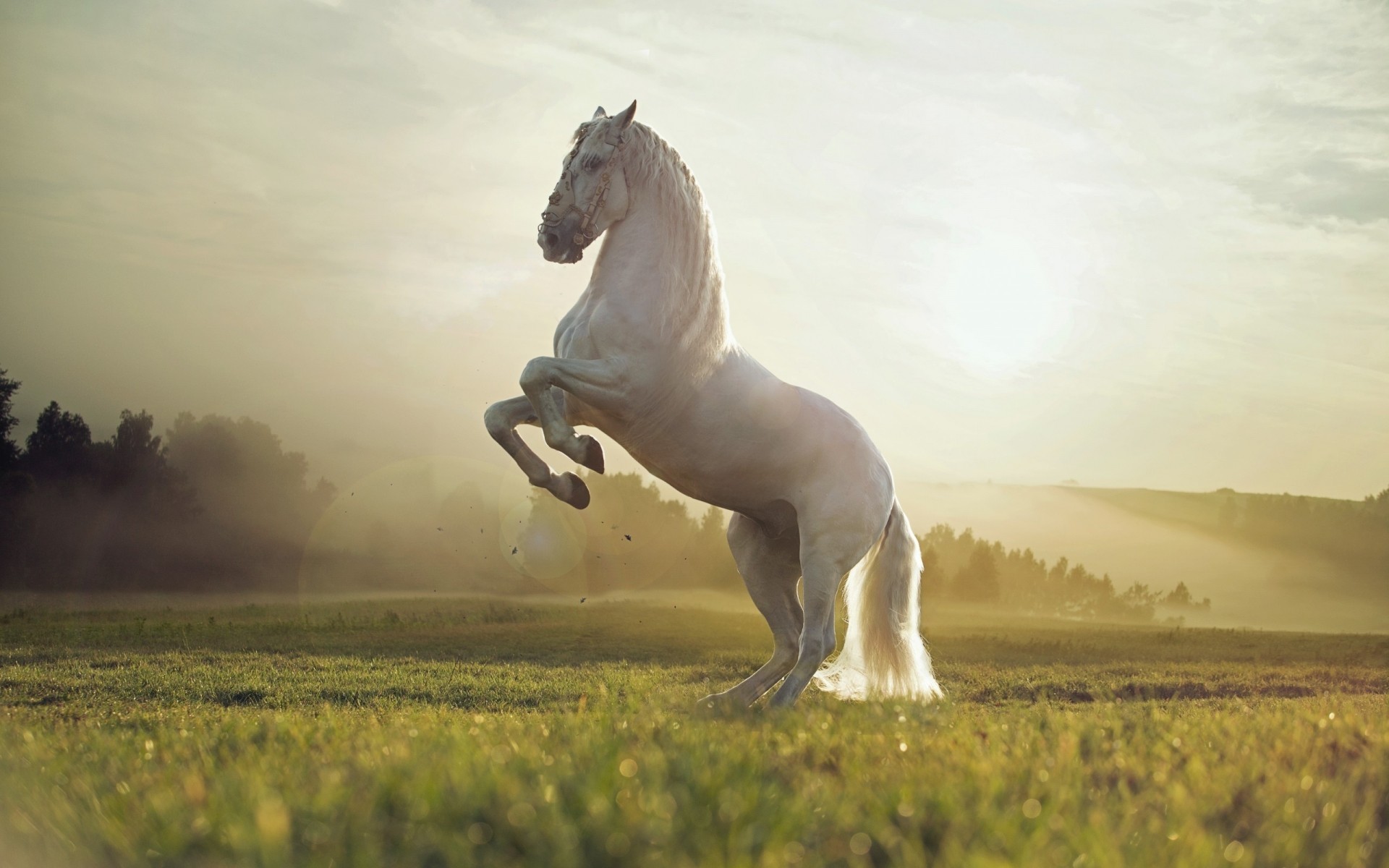 animais cavalaria mamífero sozinho mare cavalo grama campo animal fazenda feno ao ar livre cão pôr do sol cavalo branco