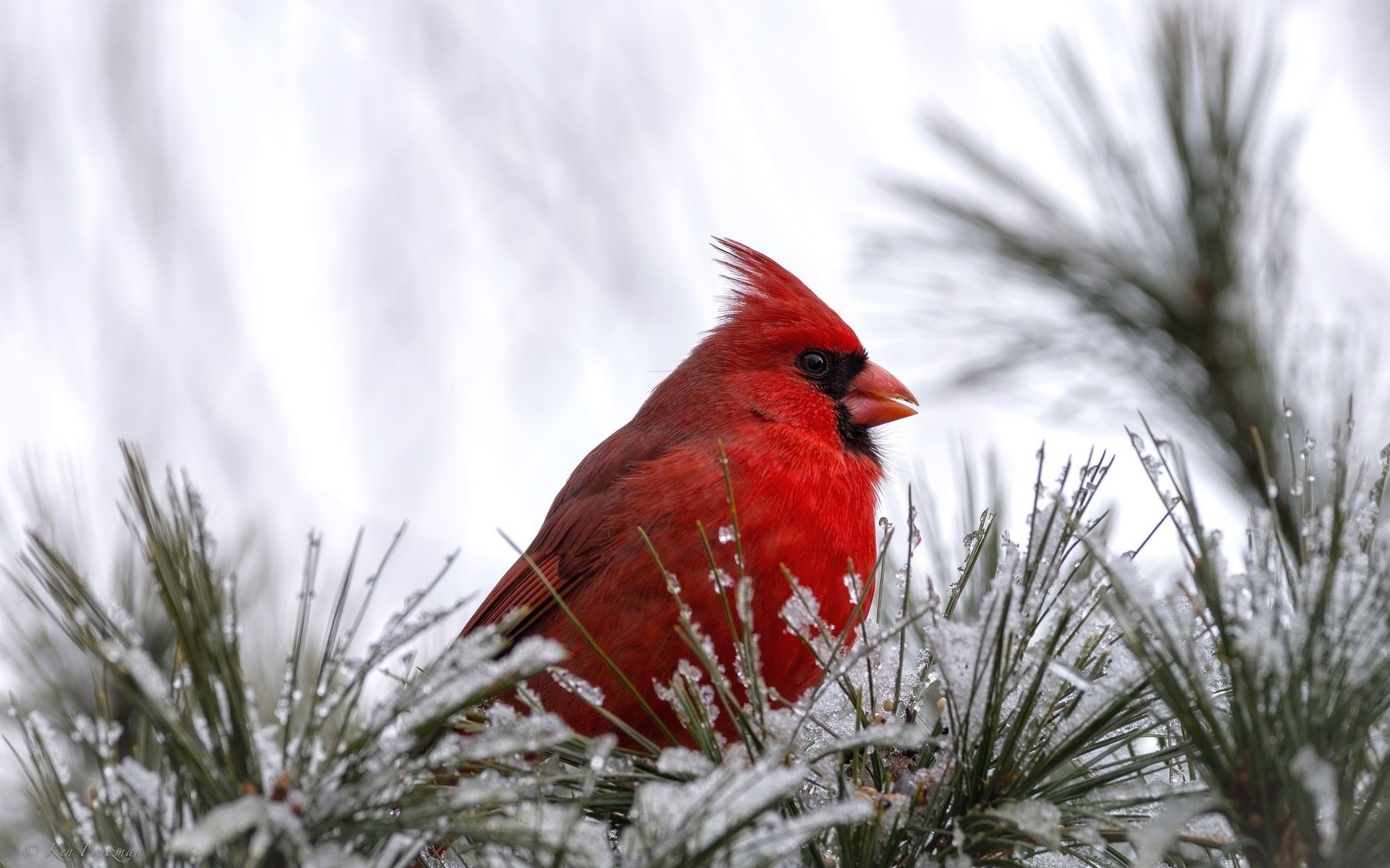 birds winter outdoors snow nature tree christmas bird wood wildlife cardinal red bird