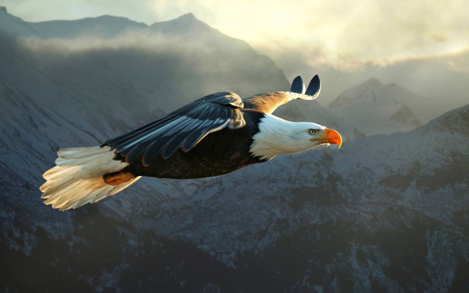 águila pájaro vida silvestre naturaleza al aire libre solo raptor