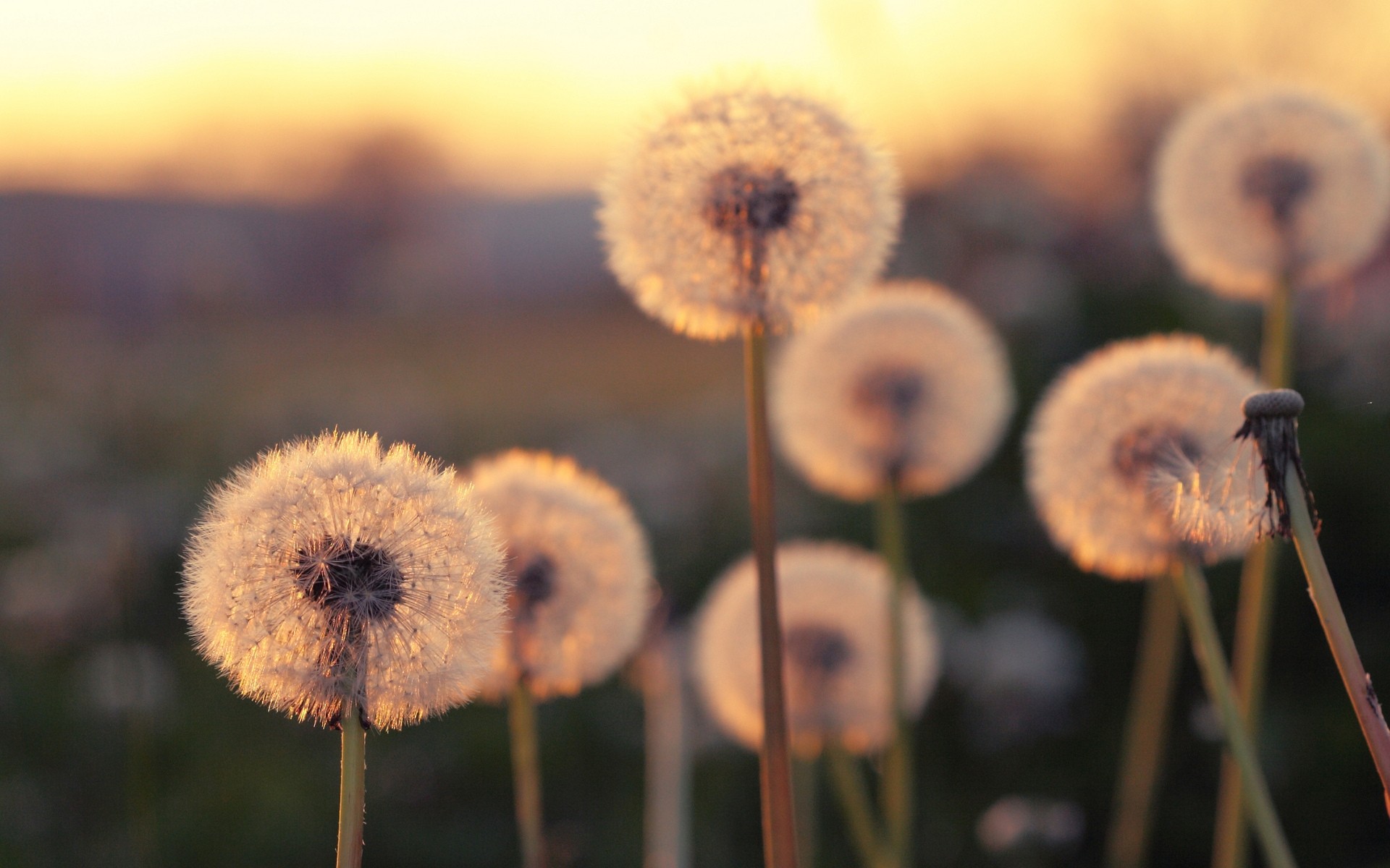 flowers nature outdoors flora summer wood color grass flower growth environment dandelion