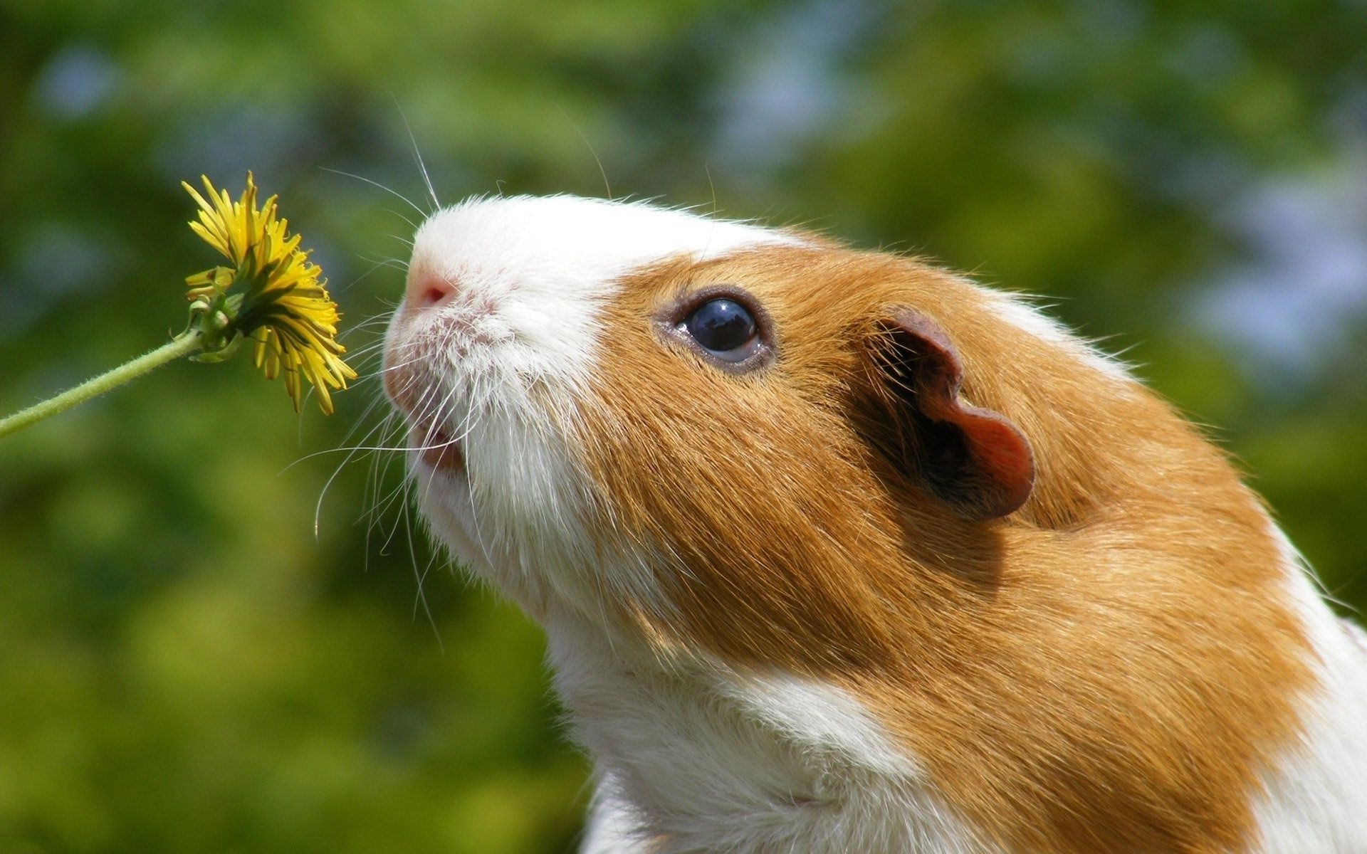 porcos fofa natureza mamífero animal pequeno vida selvagem ao ar livre retrato animal de estimação grama