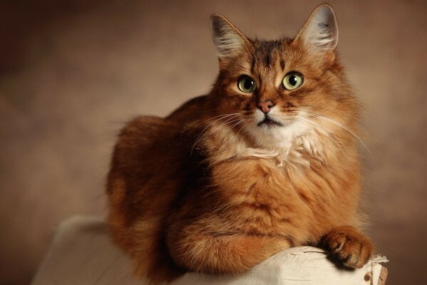 La mirada de un gato pelirrojo