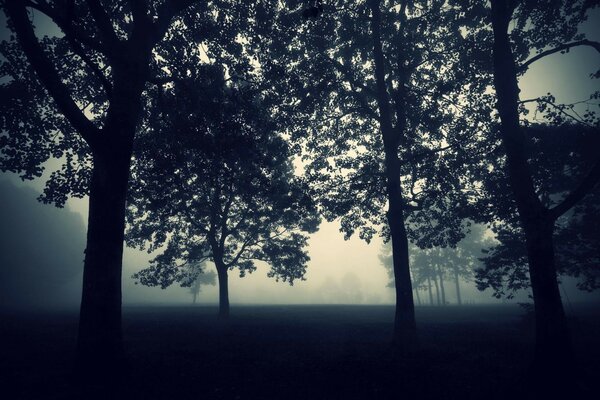 Forêt sombre dans le brouillard