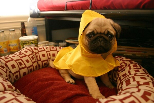 Pug en traje en su tumbona