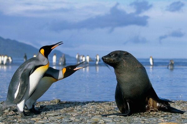 Zwei Pinguine kommunizieren mit einem Seepferdchen