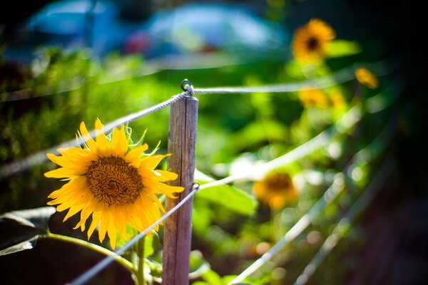 Summer sunflowers behind the fence wallpaper