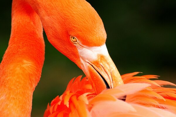 O flamingo vermelho coça o bico