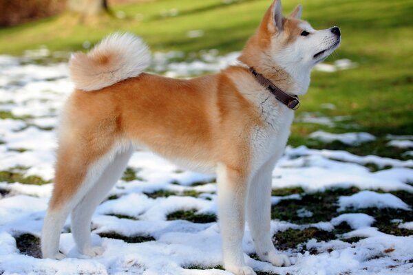 An orange dog standing in the snow