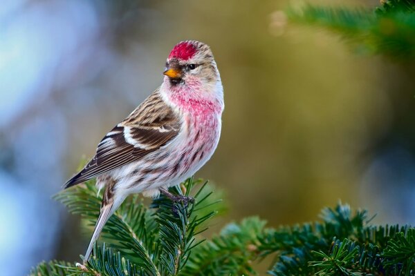 A wonderful bird looks around