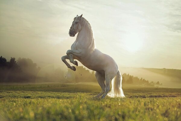 Belo cavalo branco nas patas traseiras