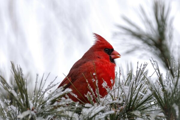 Aves al aire libre en invierno