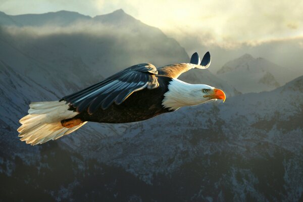 Aquila in volo. montagne innevate. fauna selvatica