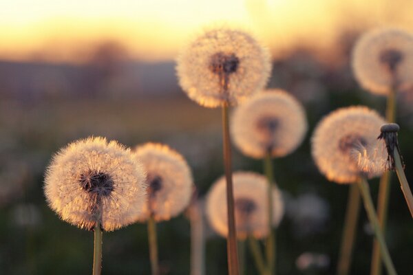 Dandelion flowers in camera focus