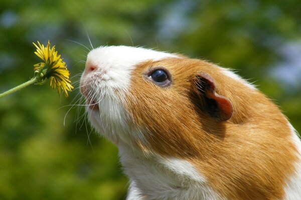 Cute guinea pig and dandelion