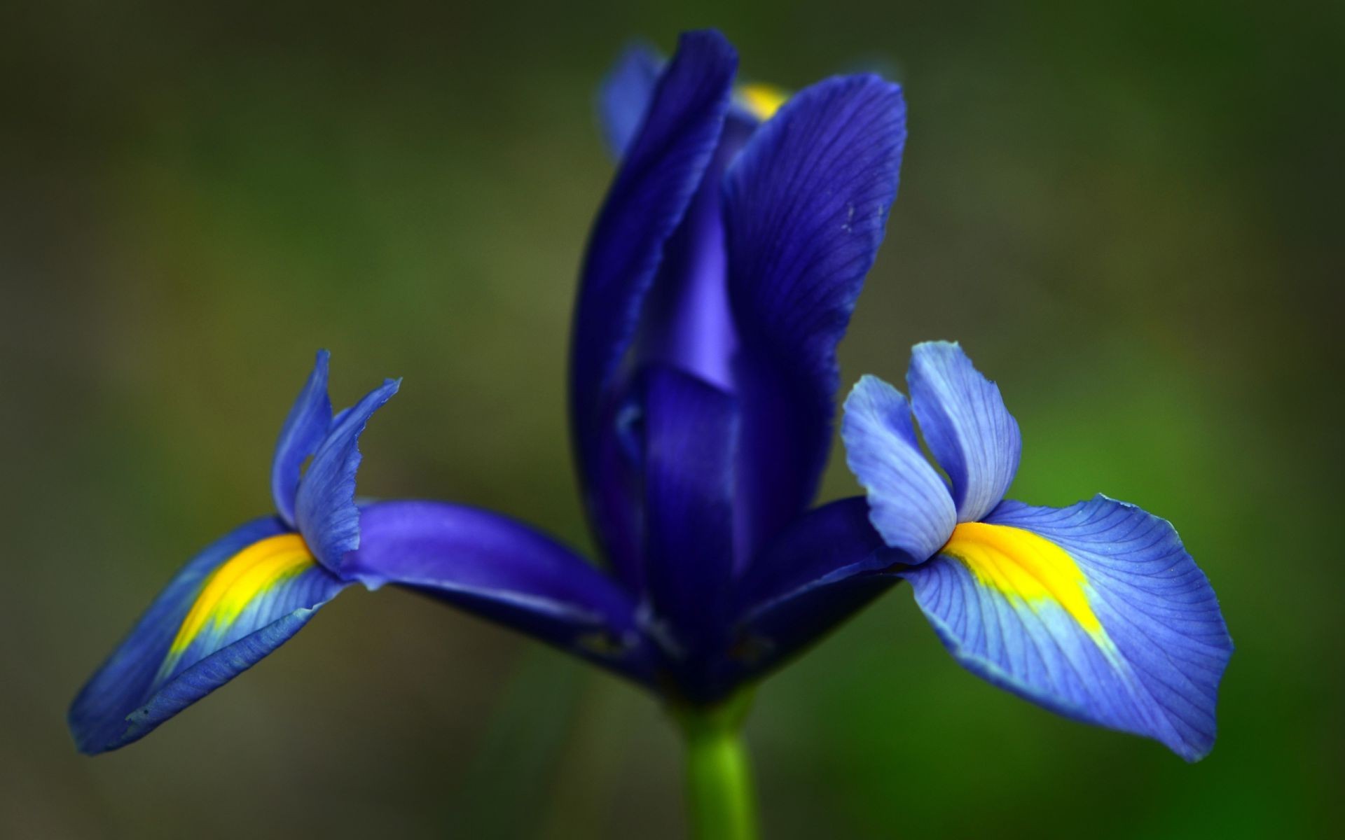 flowers flower nature outdoors flora leaf blur petal color summer delicate