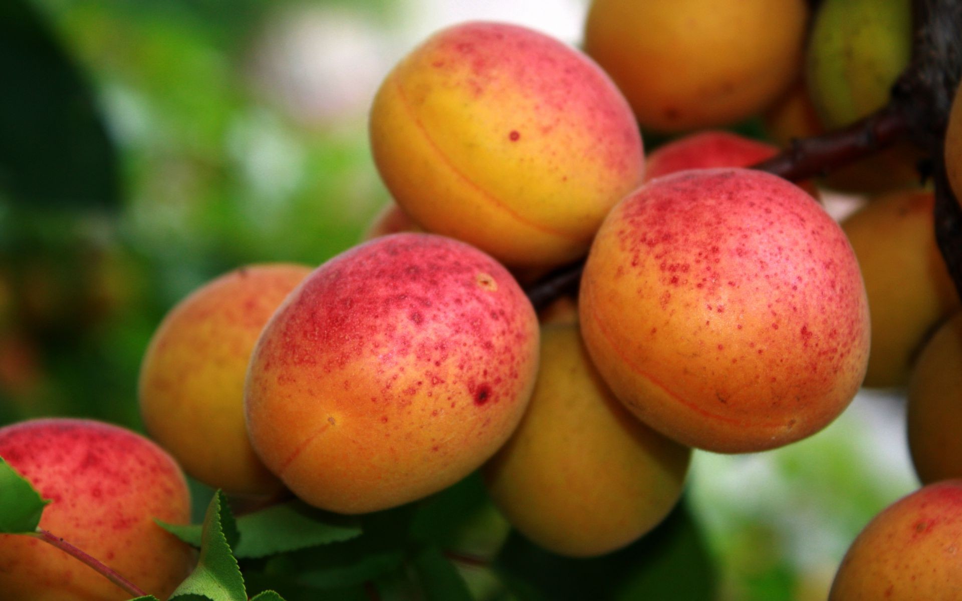 fruits juteux alimentaire délicieux pâturage agriculture grandir pêche nutrition santé feuille confiserie vitamine nature automne beaucoup marché jus abricot