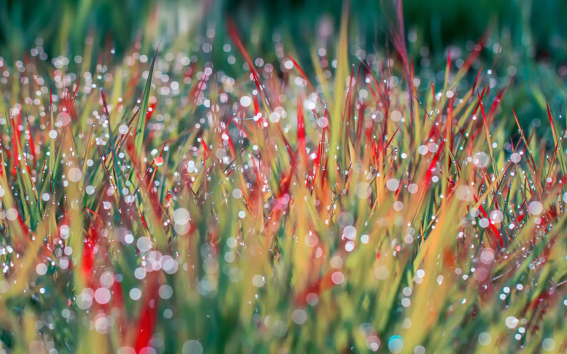 paysage herbe couleur nature flore jardin été à l extérieur lumineux gros plan bureau chute foin pluie champ lumineux humide feuille pelouse rosée gouttes matin