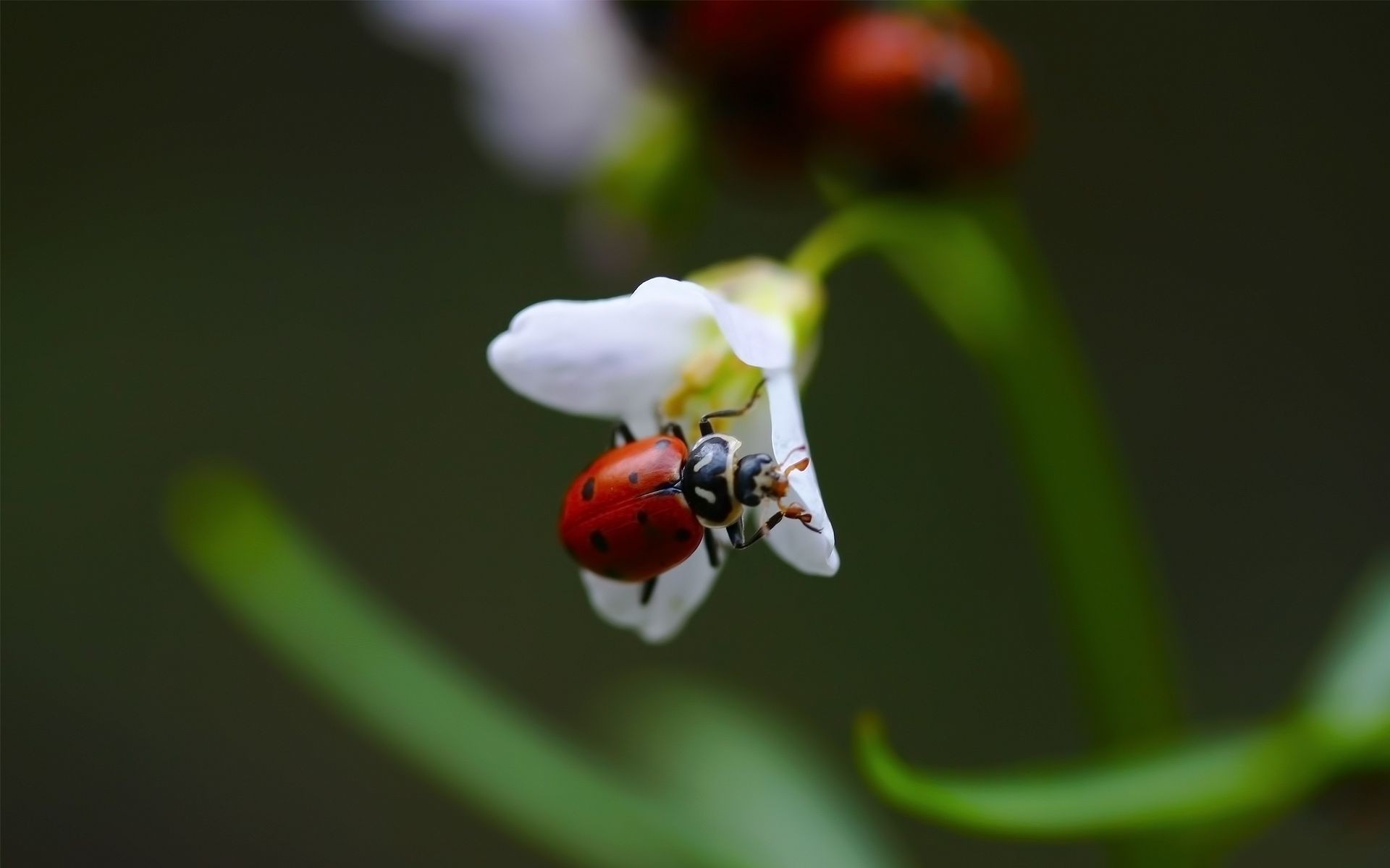 insetti coccinella insetto natura scarabeo foglia piccolo all aperto crescita estate flora fiore biologia