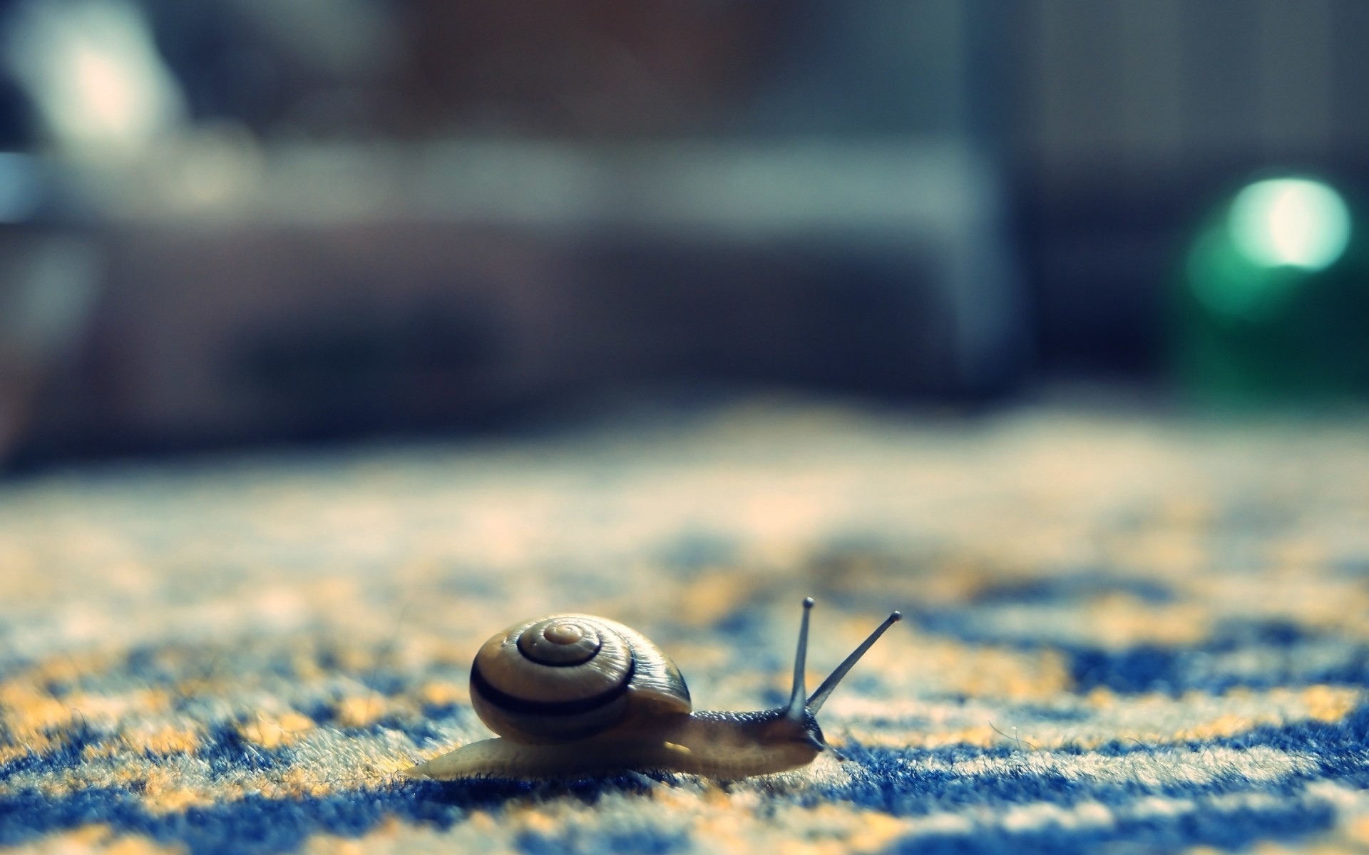 insects beach blur reflection sea water nature ocean snail