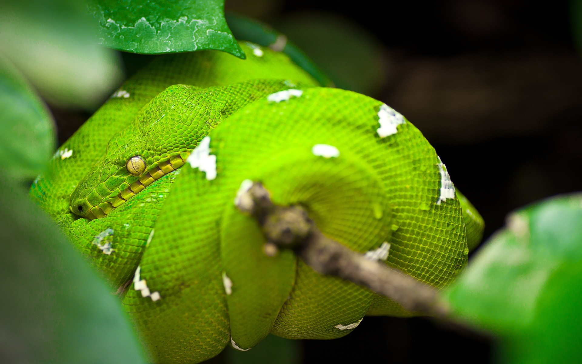 reptilien und frösche schlange gazoo tierwelt natur python blatt tier viper boa gift exotisch regen biologie medium grüne schlange grüne baumschlange