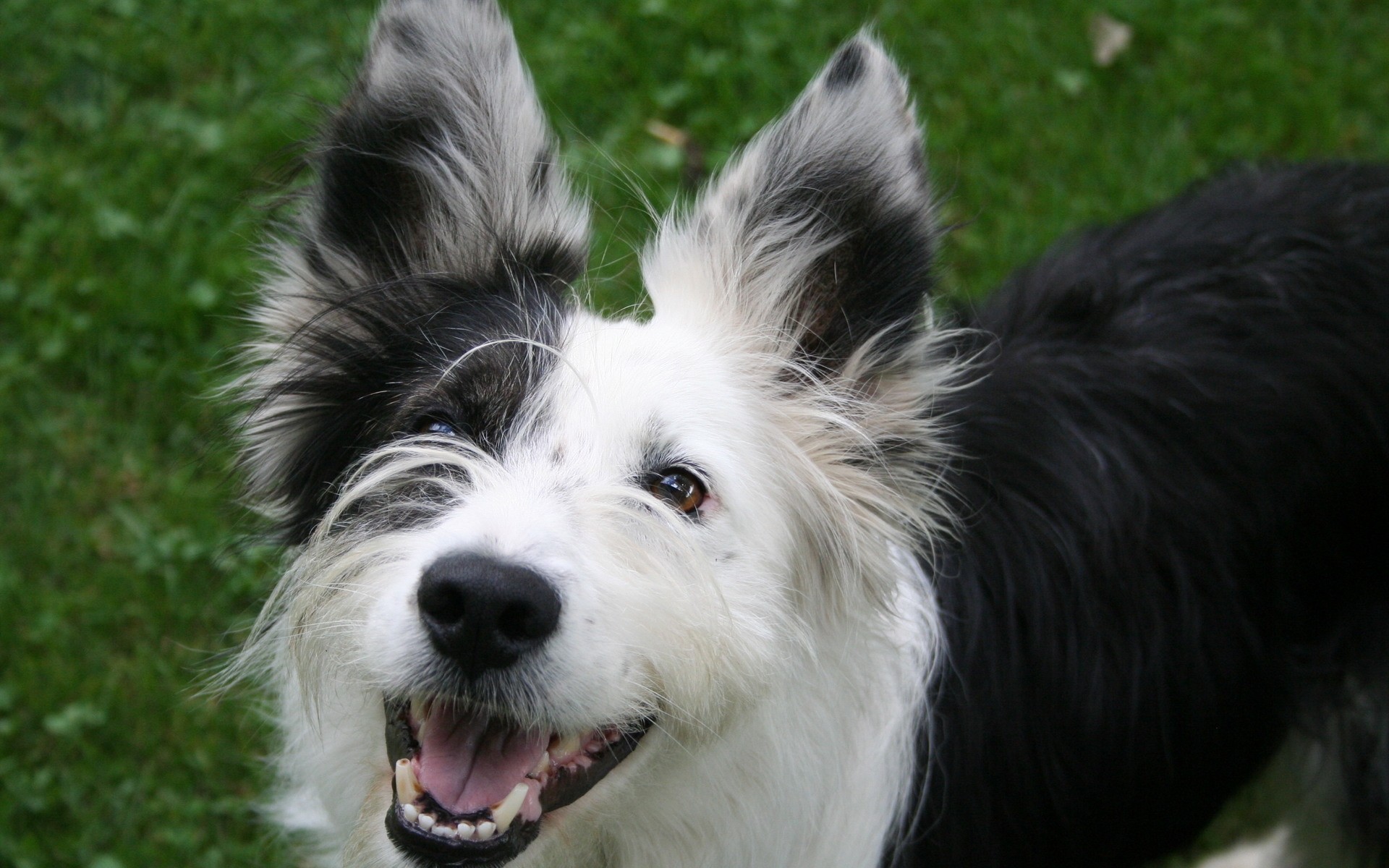 chien chien cynologue mammifère animal de compagnie animal mignon portrait chiot fourrure berger collie race domestique aperçu peu