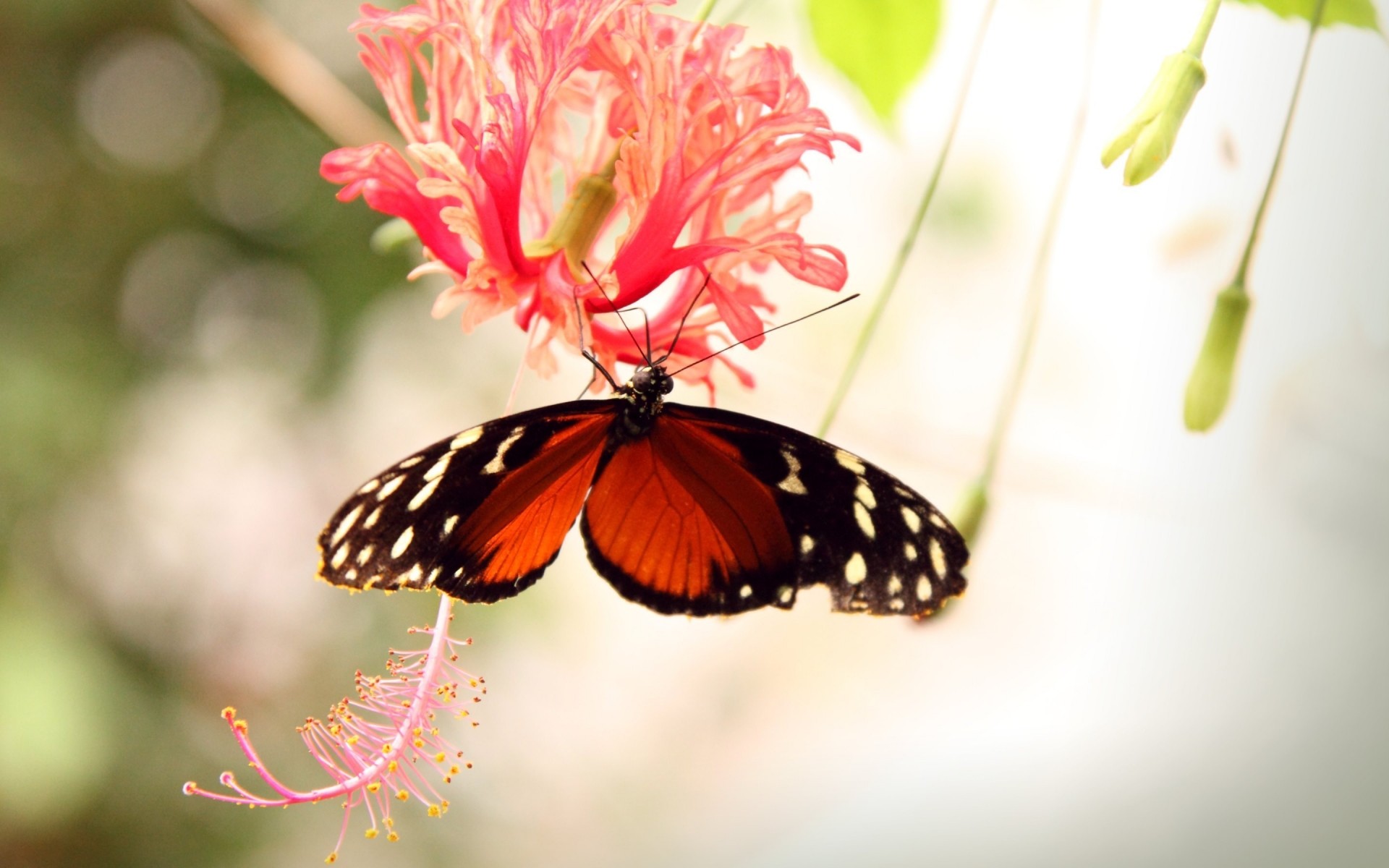 insects butterfly nature insect flower summer flora leaf outdoors garden beautiful delicate bright color close-up wing