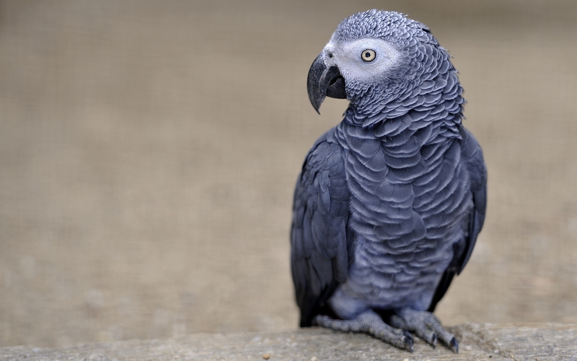 parrot bird wildlife animal nature wild feather beak