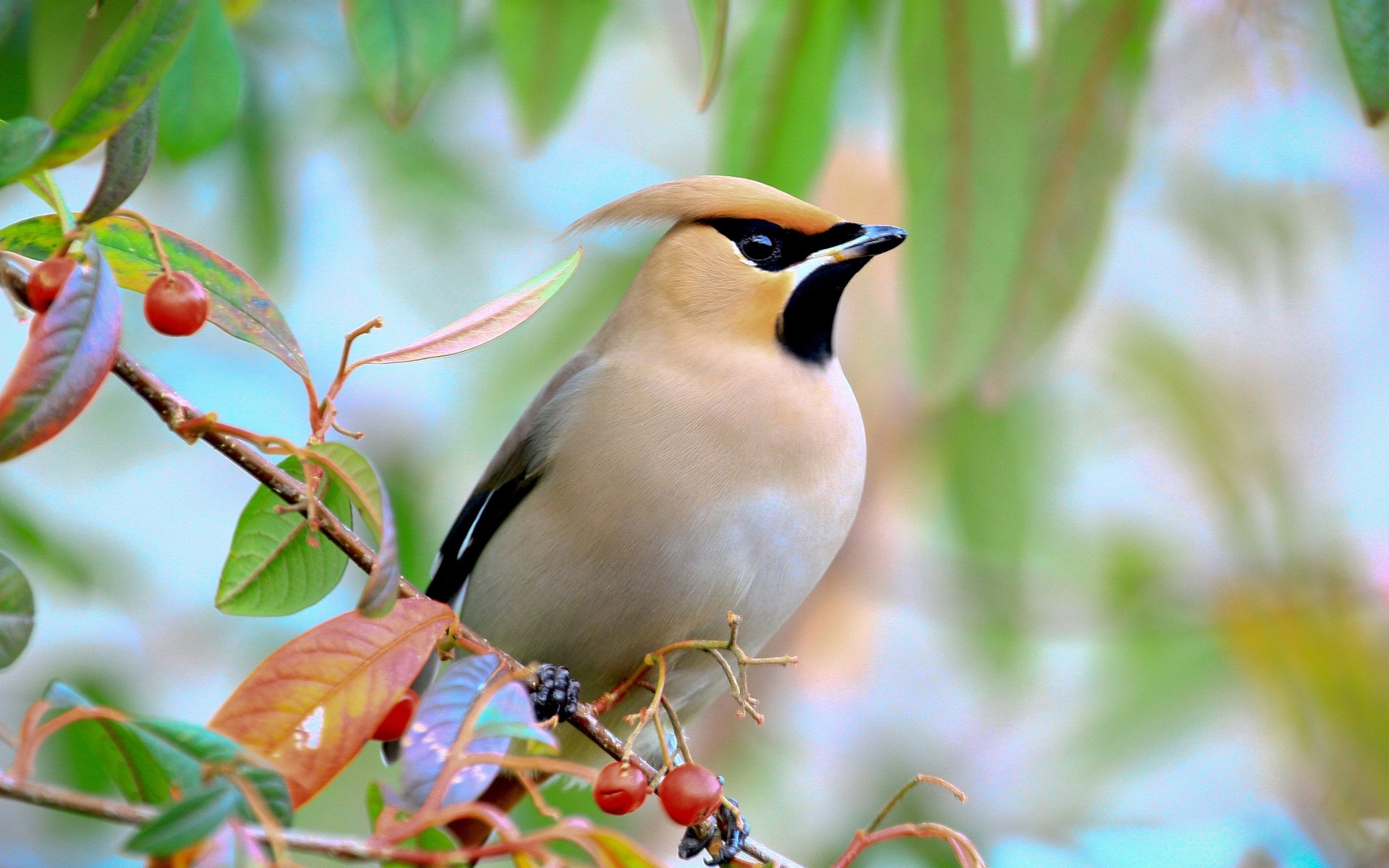 oiseaux oiseau la faune la nature à l extérieur feuille arbre sauvage branche baies