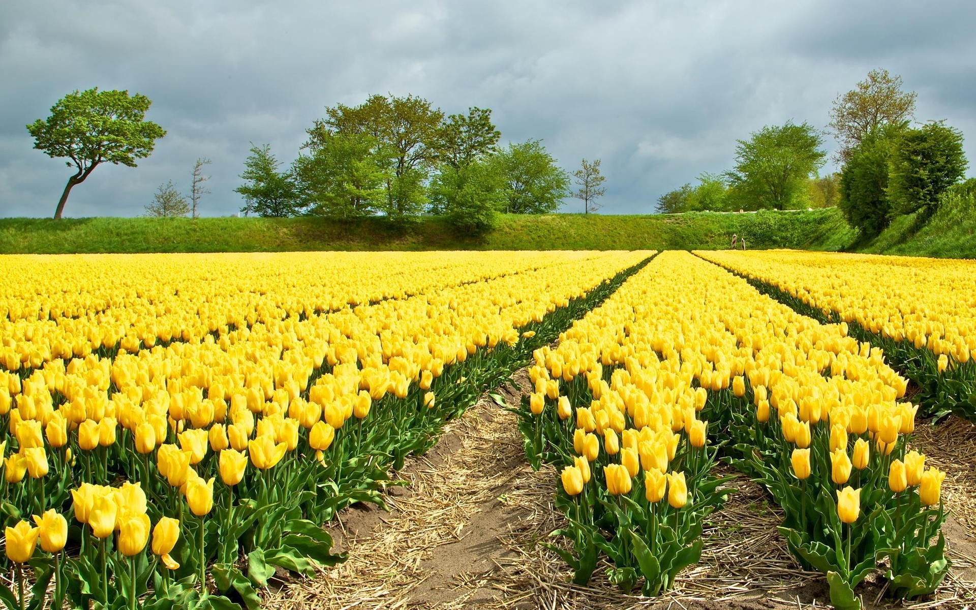 blumen feld natur landwirtschaft blume flora sommer bauernhof garten saison gras wachstum ländlichen heuhaufen im freien blatt tulpe gutes wetter blumen hell tulpen gelbe tulpen