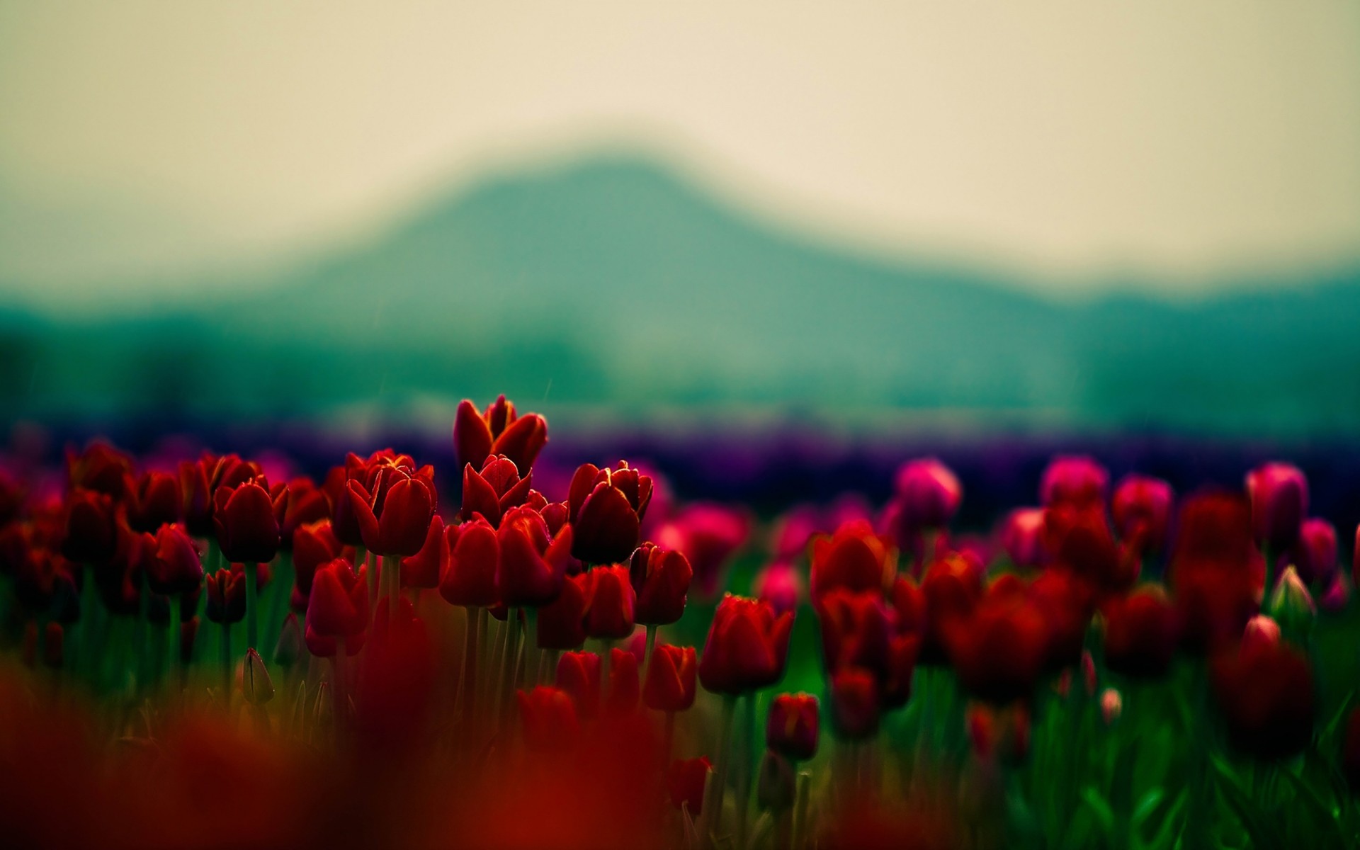 flores naturaleza desenfoque flor sol campo tulipán hierba jardín verano al aire libre color buen tiempo brillante hoja pascua tulipanes tulipanes rojos paisaje