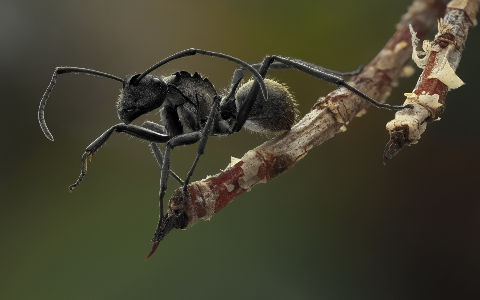 insectes insecte invertébré faune nature animal à l extérieur gros plan sauvage peu ant macro