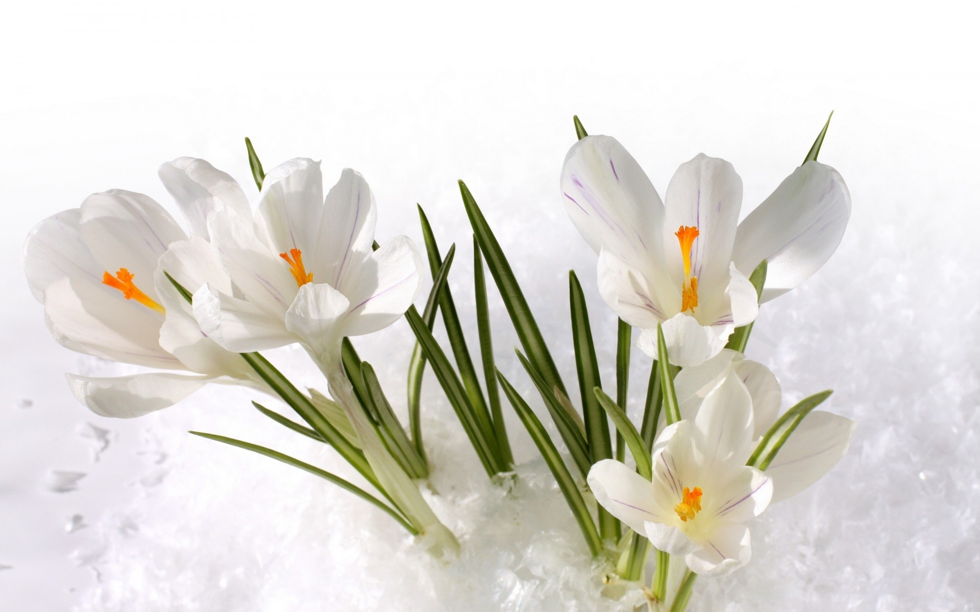 flowers nature flower flora floral leaf beautiful season petal bright close-up bouquet easter color blooming garden summer head isolated growth crocus snow spring