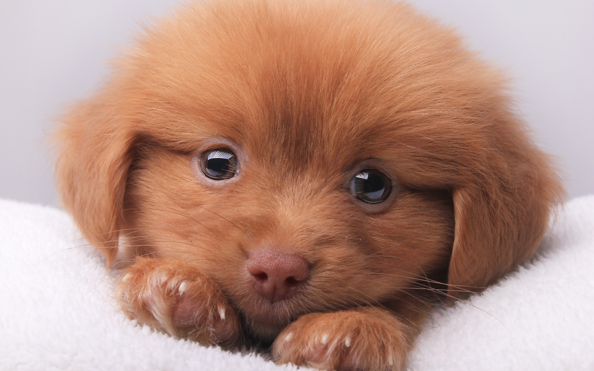 perros mamífero perro lindo perro cachorro mascota piel pequeño retrato abajo solo animal divertido raza ver adorable estudio cachorro marrón