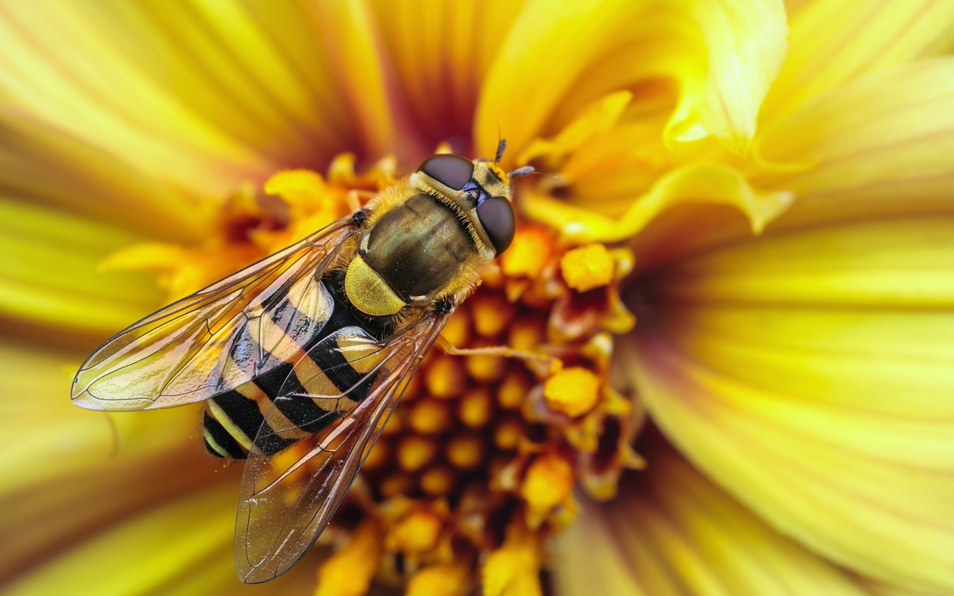 insects nature insect bee pollen flower honey summer close-up bright color yellow flower