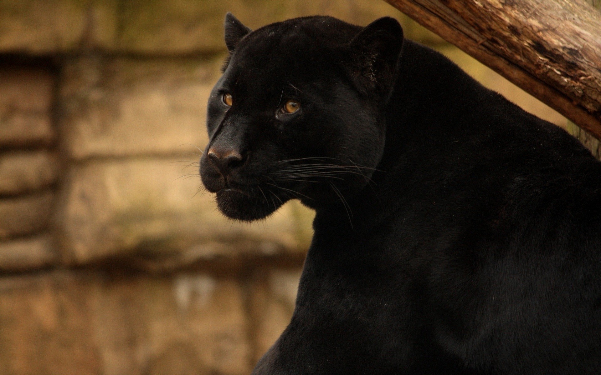 animaux mammifère portrait chat animal unique zoo vue oeil panthère noire chat sauvage