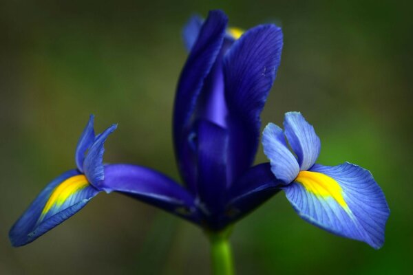 Iris azul-amarillo florecido