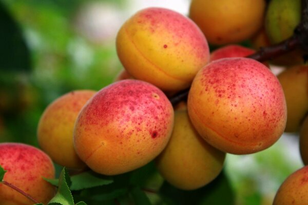 Fruta jugosa en una rama madura